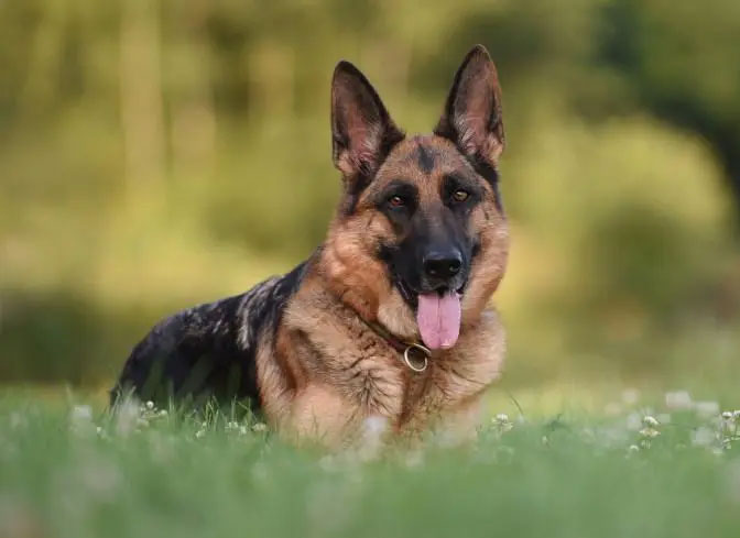 德國(guó)牧羊犬